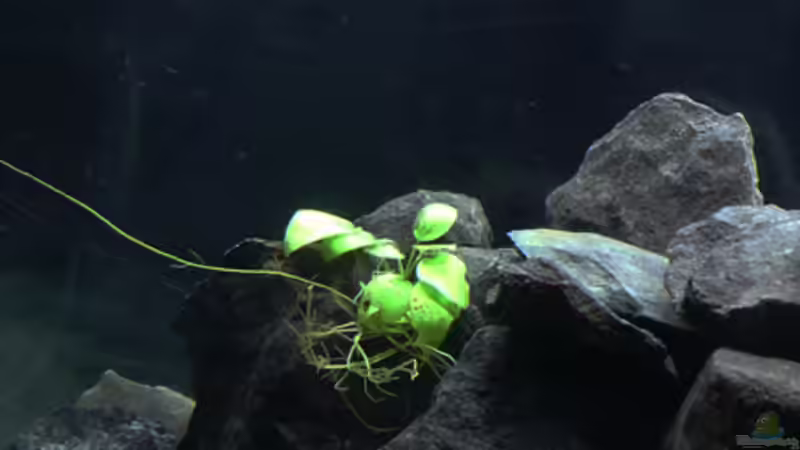 Pflanzen im Aquarium Malawi von Cichlid Power (14)