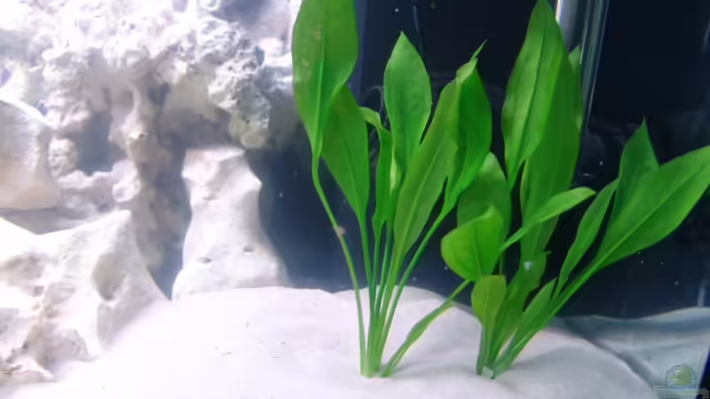 Pflanzen im Aquarium Malawi von Fabian Lehmann (6)