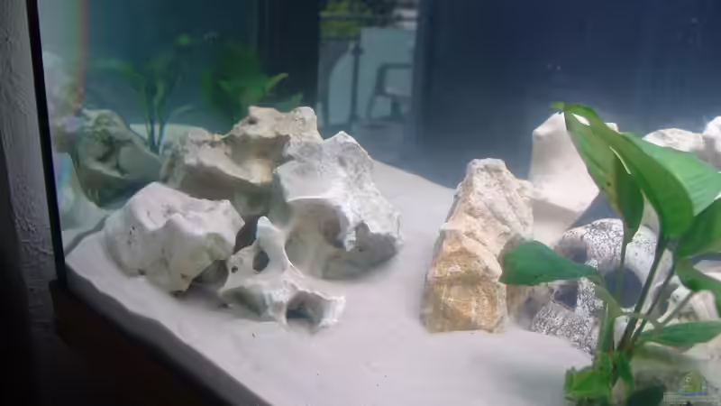 Pflanzen im Aquarium Malawi von Fabian Lehmann (7)