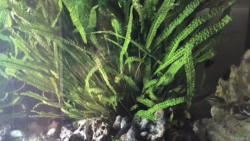 Pflanzen im Aquarium Malawi von Klaus G (8)