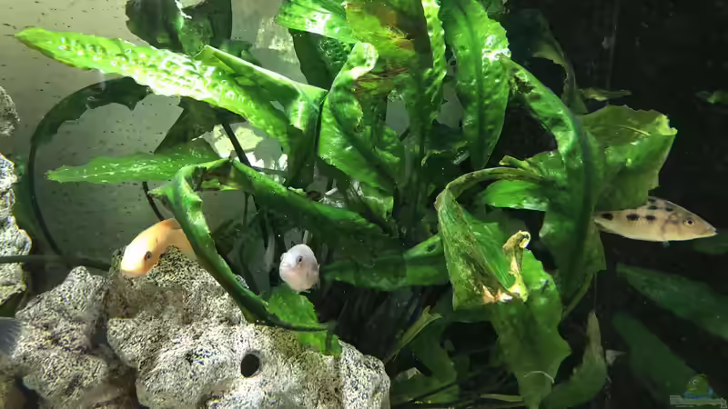 Pflanzen im Aquarium Malawi von Klaus G (8)