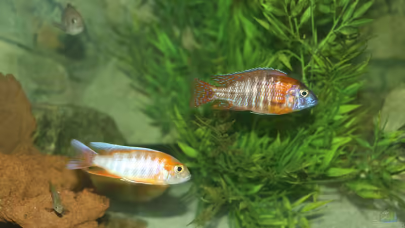 Pflanzen im Aquarium Malawi von Sascha Vienerius (5)