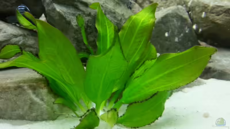 Pflanzen im Aquarium MALAWI von Simtalus (6)