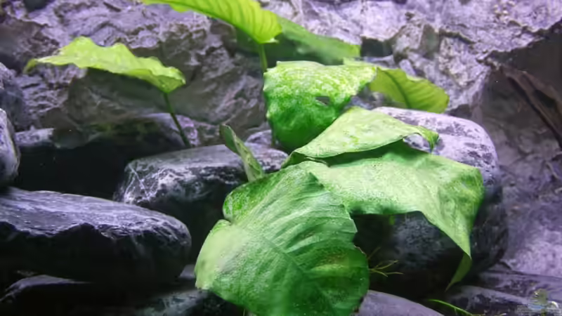 Pflanzen im Aquarium Malawibecken 300L von Jo (8)