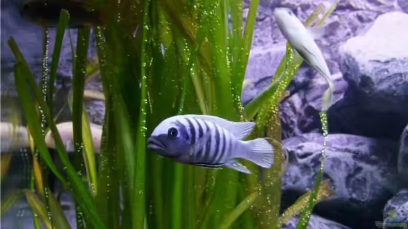 Pflanzen im Aquarium Malawibecken 300L von Jo (9)