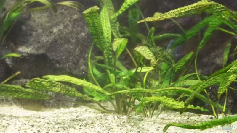 Pflanzen im Aquarium Malawibecken 784 Liter von Tom (7)