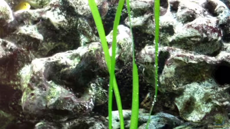 Pflanzen im Aquarium Malawibecken von William (4)