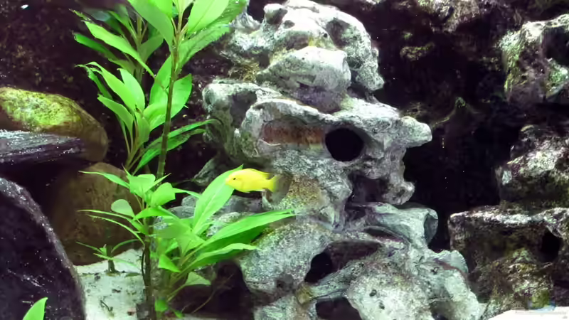 Pflanzen im Aquarium Malawibecken von William (5)