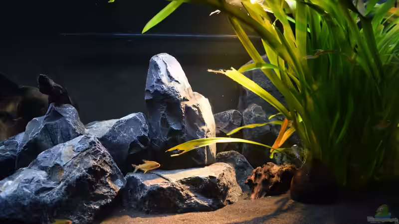 Pflanzen im Aquarium Malawibottich von Bowa (12)