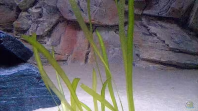 Pflanzen im Aquarium Malawitank von pennywise (9)