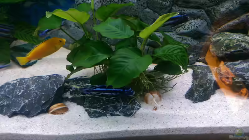 Pflanzen im Aquarium Mannis Malawiwelt von Balian (6)