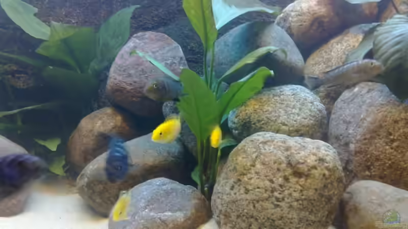 Pflanzen im Aquarium Marc´s Mbuna-World von banditbart (5)