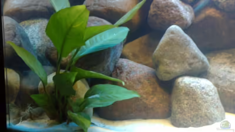 Pflanzen im Aquarium Marc´s Mbuna-World von banditbart (6)