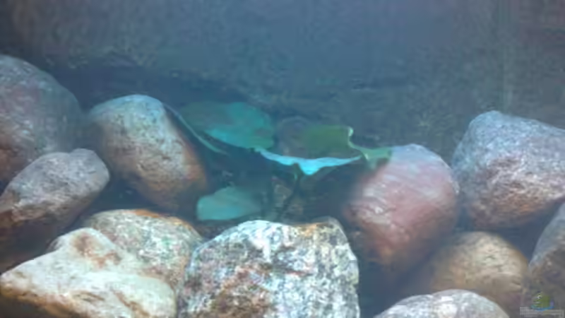 Pflanzen im Aquarium Marc´s Mbuna-World von banditbart (7)