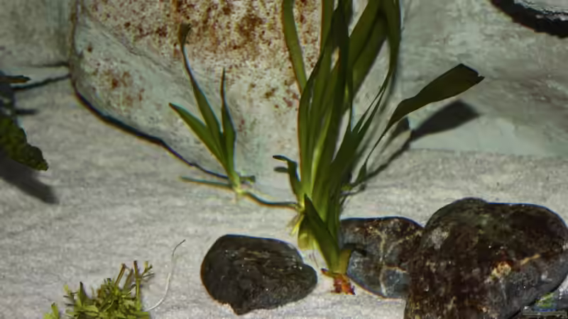 Pflanzen im Aquarium Mario´s Malawi Welt von Mario M. (9)