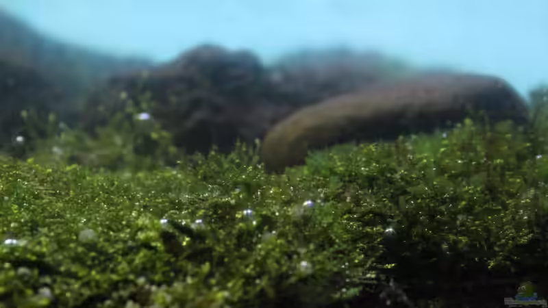 Pflanzen im Aquarium Matano Lake von Falk (7)