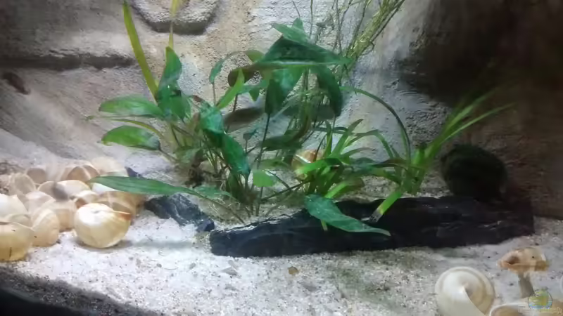 Pflanzen im Aquarium Maulwurfbecken von Paul8 (6)