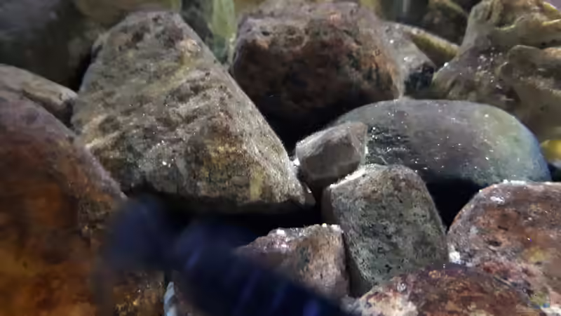 Pflanzen im Aquarium Mbuna - low Energy von Miketsch (12)