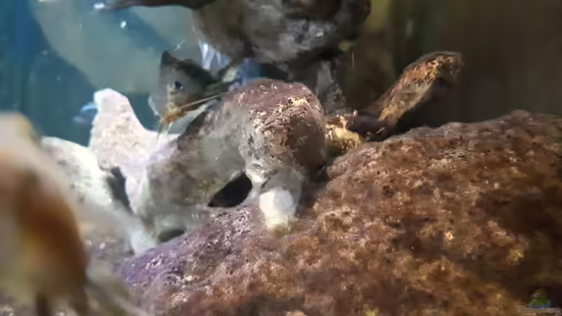 Pflanzen im Aquarium Mbuna - low Energy von Miketsch (13)