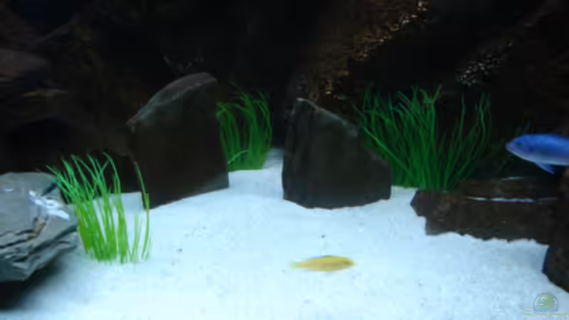 Pflanzen im Aquarium Mbuna-Bay (VERKAUFT) von Vidi (6)