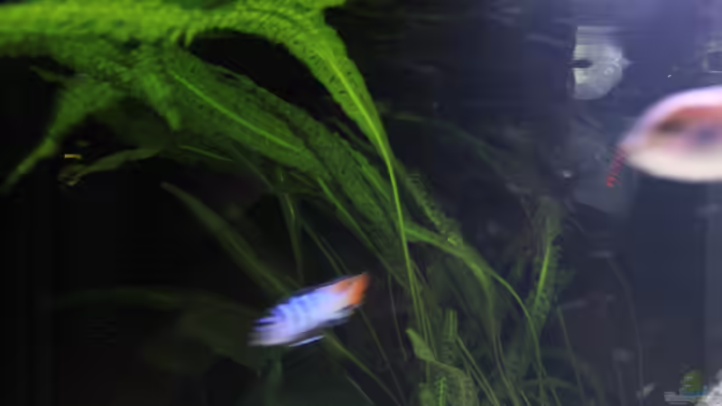 Pflanzen im Aquarium Mbuna reef von Mbuna_Memo (10)