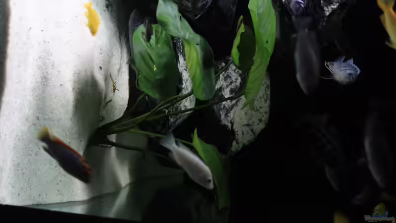 Pflanzen im Aquarium Mbuna reef von Mbuna_Memo (8)