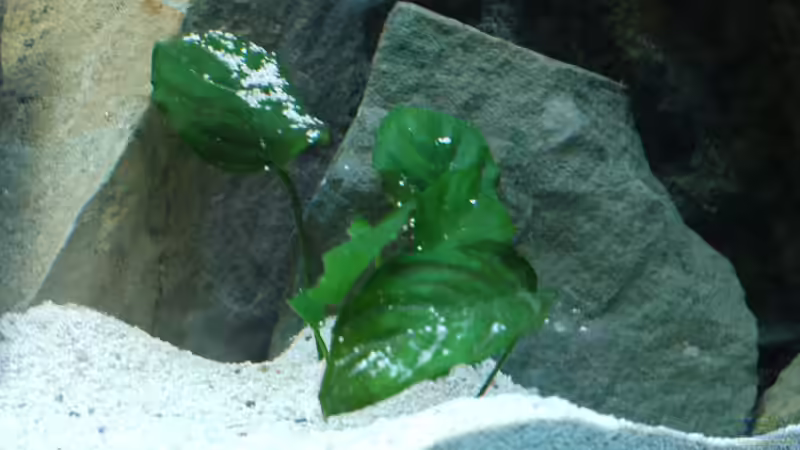 Pflanzen im Aquarium Mbuna&#039;s in Sandsteinhöhlen von Volker Alms (11)