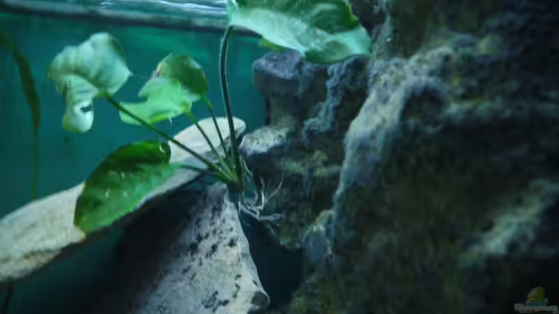 Pflanzen im Aquarium Mbuna&#039;s in Sandsteinhöhlen von Volker Alms (13)