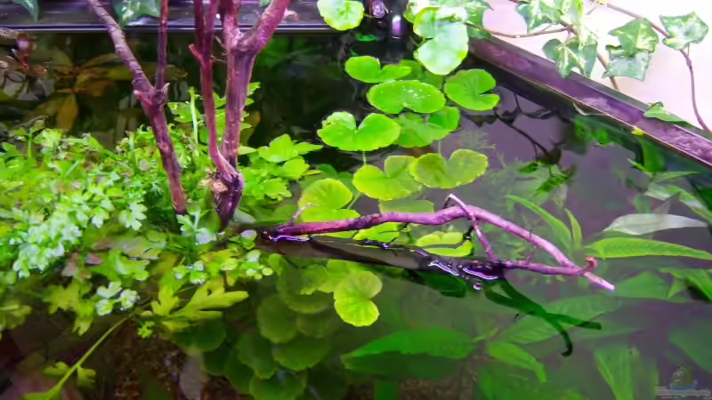 Pflanzen im Aquarium Mco`s Aquarium von Mco77 (11)