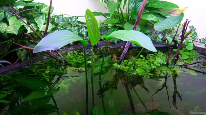 Pflanzen im Aquarium Mco`s Aquarium von Mco77 (12)