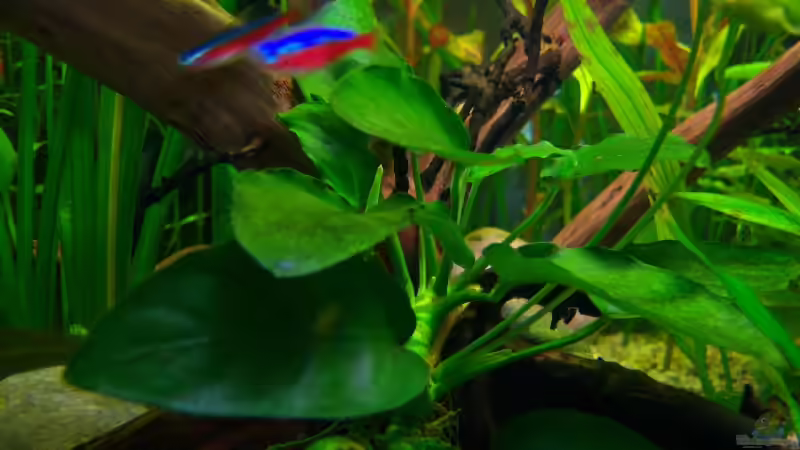 Pflanzen im Aquarium Mco`s Aquarium von Mco77 (13)