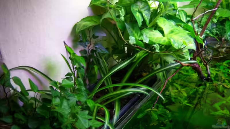 Pflanzen im Aquarium Mco`s Aquarium von Mco77 (14)