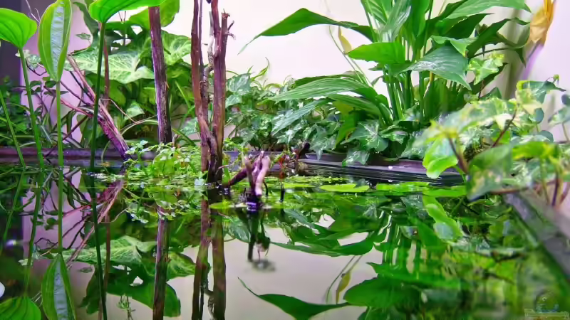 Pflanzen im Aquarium Mco`s Aquarium von Mco77 (6)