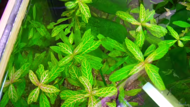 Pflanzen im Aquarium Mco`s Aquarium von Mco77 (7)