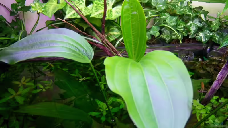 Pflanzen im Aquarium Mco`s Aquarium von Mco77 (8)