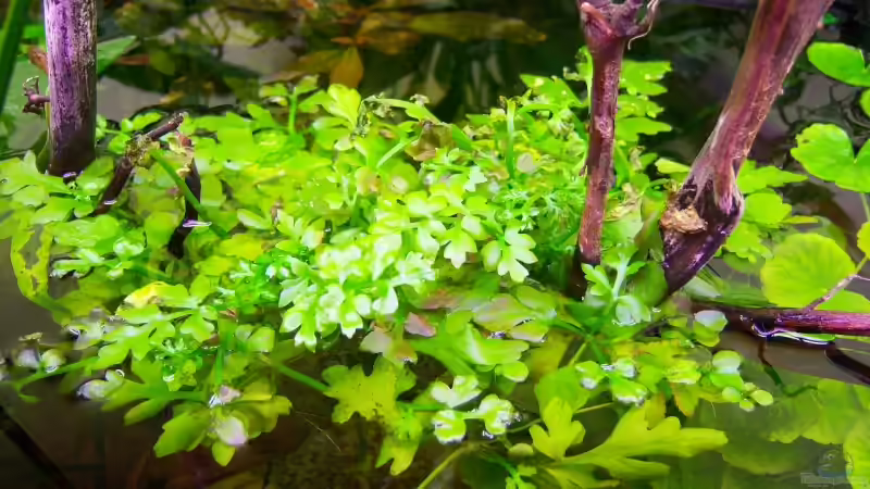 Pflanzen im Aquarium Mco`s Aquarium von Mco77 (9)