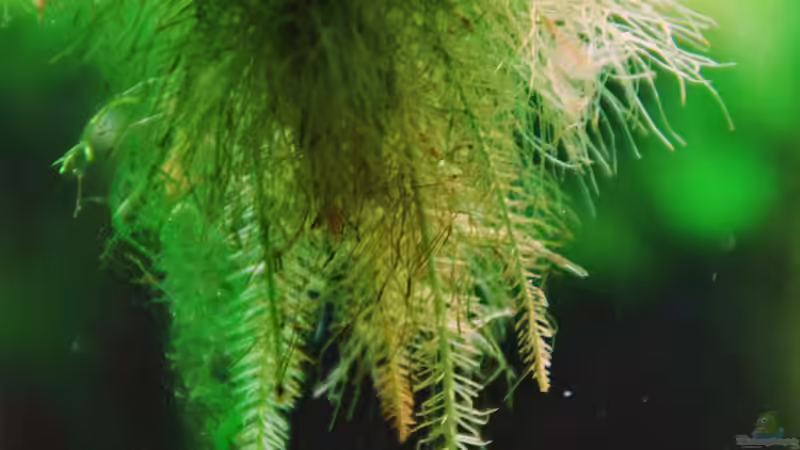 Pflanzen im Aquarium Me equivocaria otra vez II von lomarraco (11)