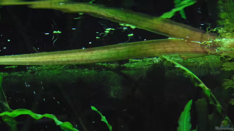 Pflanzen im Aquarium Me equivocaria otra vez II von lomarraco (12)