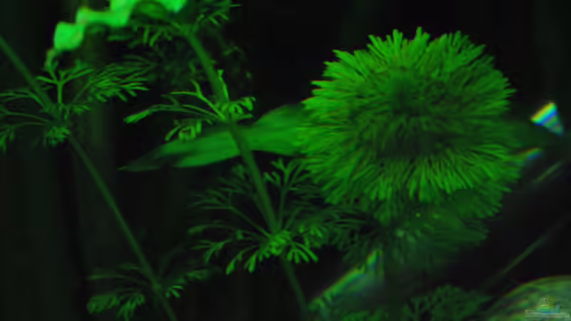 Pflanzen im Aquarium Me equivocaria otra vez II von lomarraco (13)