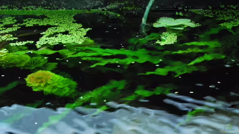 Pflanzen im Aquarium Me equivocaria otra vez II von lomarraco (14)