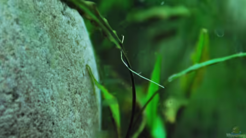 Pflanzen im Aquarium Me equivocaria otra vez II von lomarraco (15)