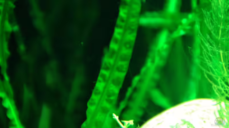 Pflanzen im Aquarium Me equivocaria otra vez II von lomarraco (17)