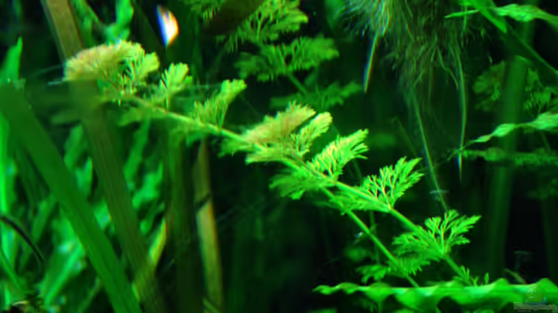 Pflanzen im Aquarium Me equivocaria otra vez II von lomarraco (18)