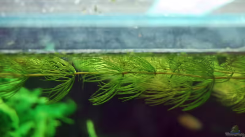 Pflanzen im Aquarium Me equivocaria otra vez von lomarraco (24)