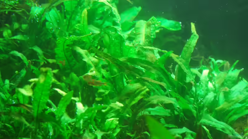 Pflanzen im Aquarium Me equivocaria otra vez von lomarraco (25)