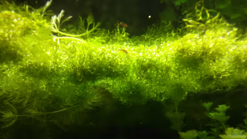 Pflanzen im Aquarium Me equivocaria otra vez von lomarraco (27)