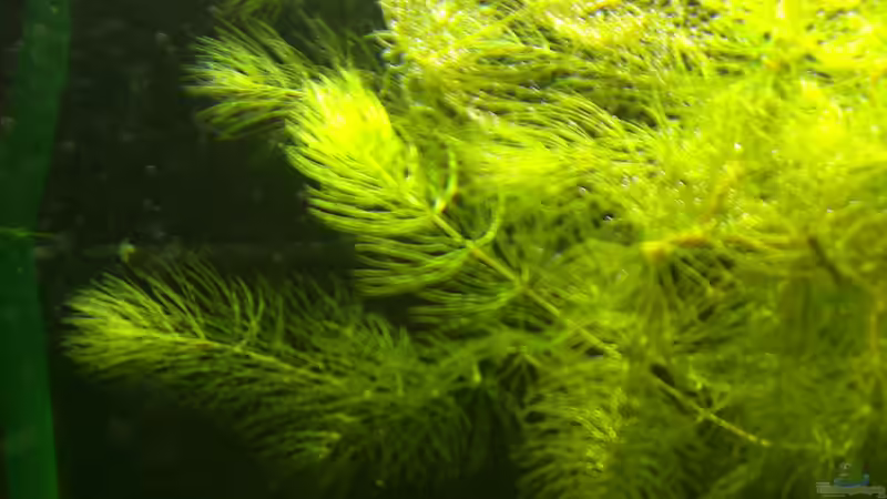 Pflanzen im Aquarium Me equivocaria otra vez von lomarraco (28)