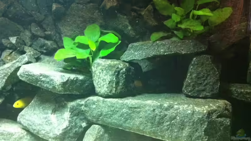 Pflanzen im Aquarium Meckel´s Malawi Tank von Meckel (12)
