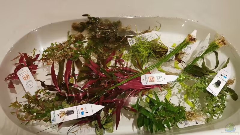 Pflanzen im Aquarium MEDUZA - Paradise von Borisson (5)