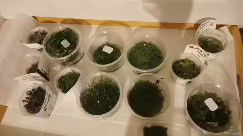 Pflanzen im Aquarium MEDUZA - Paradise von Borisson (6)